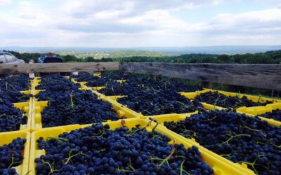 Understanding Harvest with Glorie Farm Winery’s Doug Glorie