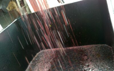 Harvest Update from Whitecliff Vineyards & Winery