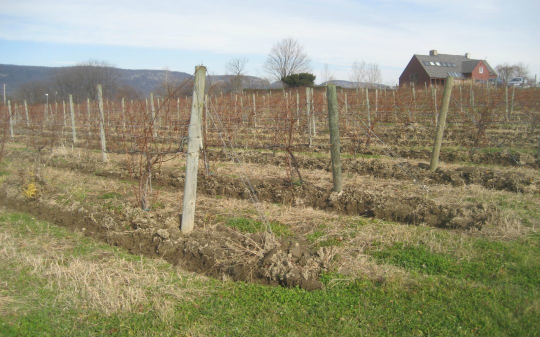 Hudson Valley Soil and the Vines