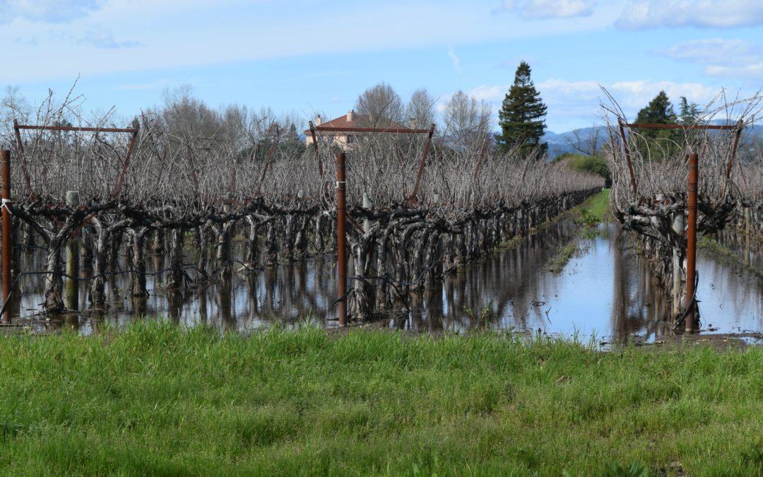 What the California Rains Mean to the Vineyards