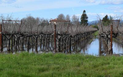 What the California Rains Mean to the Vineyards