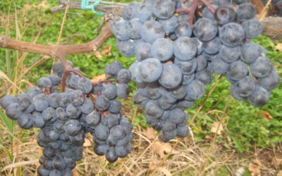 Roadtrip: Traveling the Hudson Valley Cabernet Franc Trail