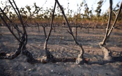 Napa – Sonoma Fires and How You Can Help
