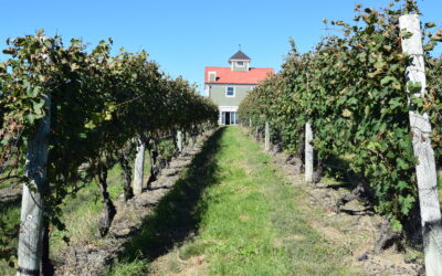 An Afternoon with  Matt Spaccarelli at Benmarl Winery & Fjord Vineyards
