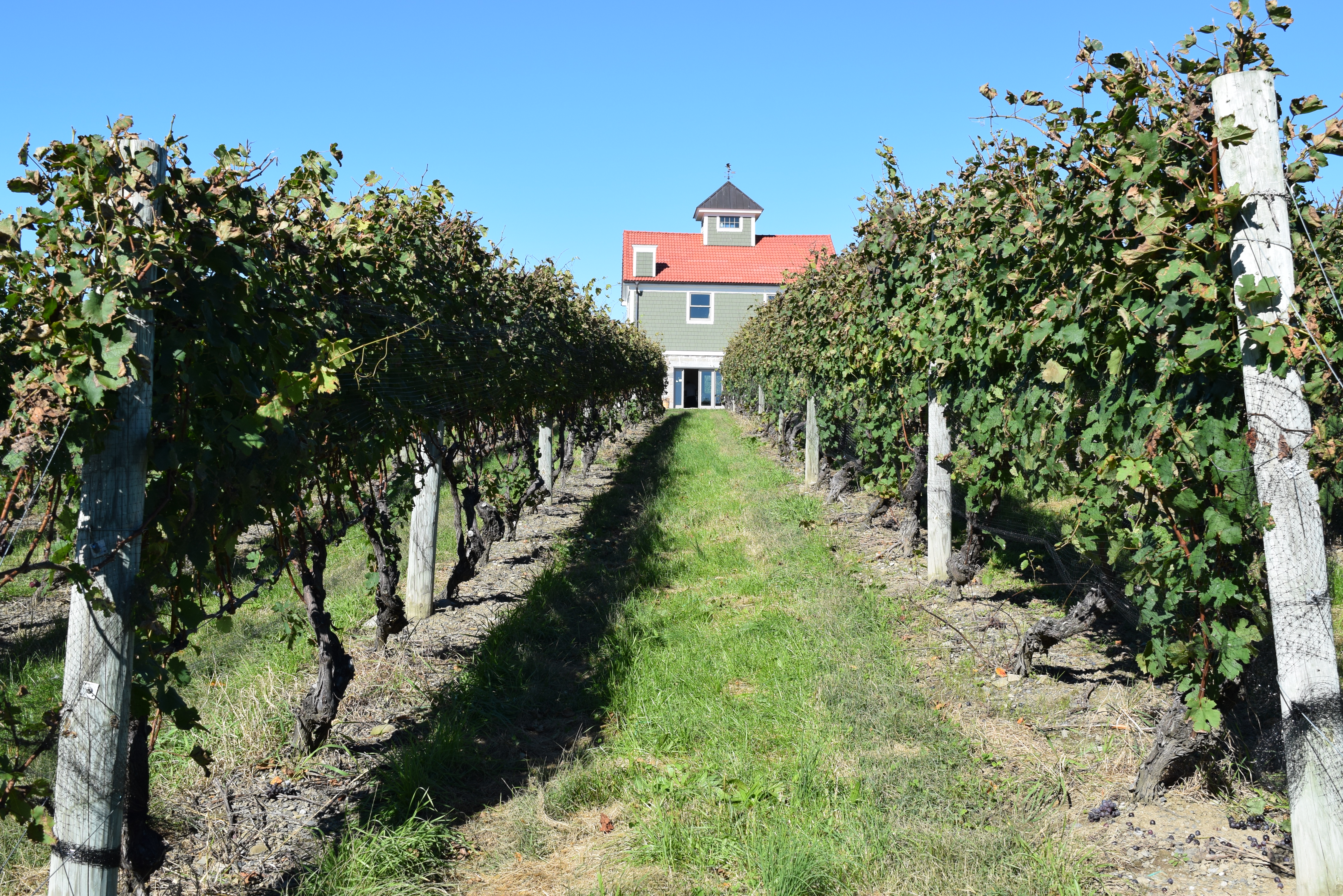 Fjord vineyards