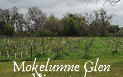 Lodi’s German-Austrian Collection