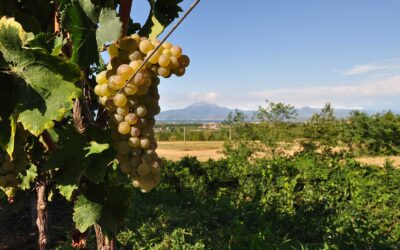 Turbiana – The Grape & the Wine