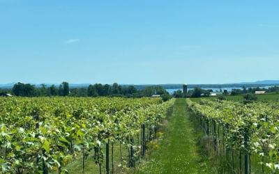 From Napa to Lake Champlain: A Winemaker, a Blank Canvas and the Future of New York Wine