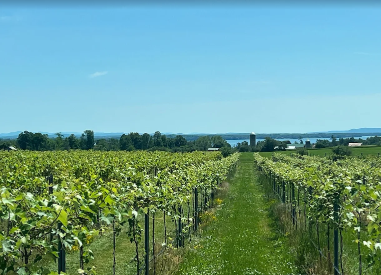 From Napa to Lake Champlain: A Winemaker, a Blank Canvas and the Future of New York Wine